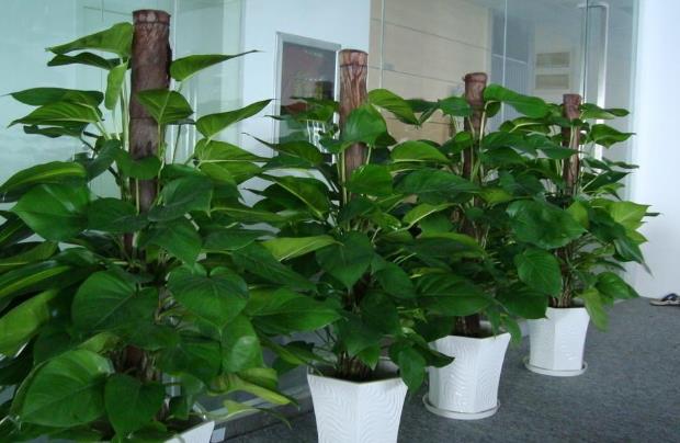 1608951992577314.jpg b.jpg