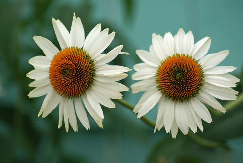 為大家講述水分條件對(duì)多肉植物的影響