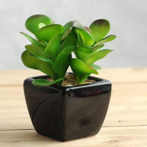 哪些綠植會(huì)比較耐陰 哪些綠植會(huì)比較耐陰