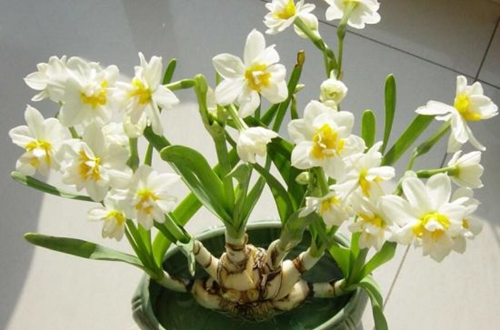 1620614615133751.jpg 水仙花.jpg