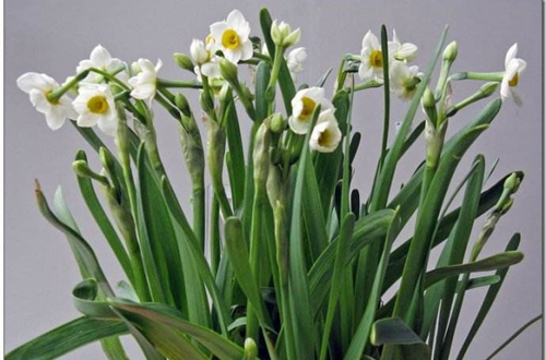 1620614653108977.jpg 水仙花2.jpg