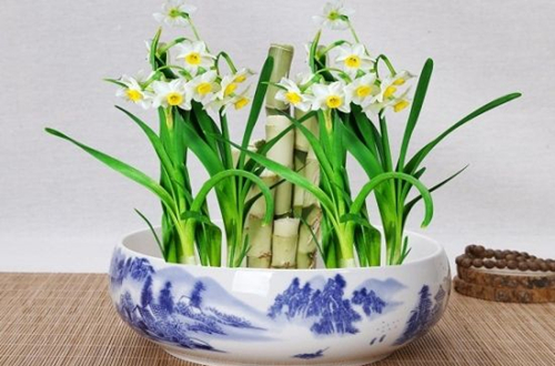 1620614693140330.jpg 水仙花1.jpg