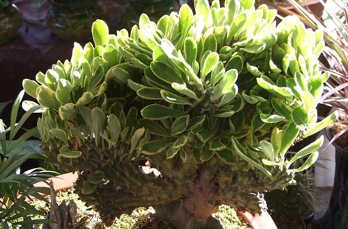 1620614882591643.jpg 麒麟掌.jpg