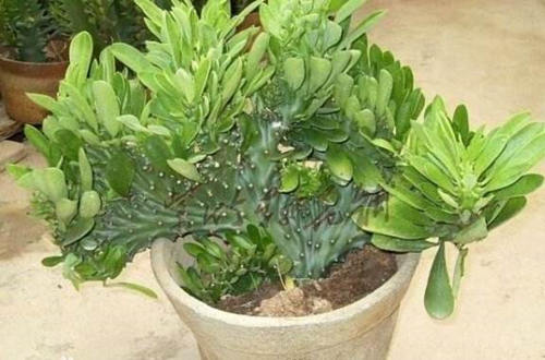 1620614899783651.jpg 麒麟掌1.jpg