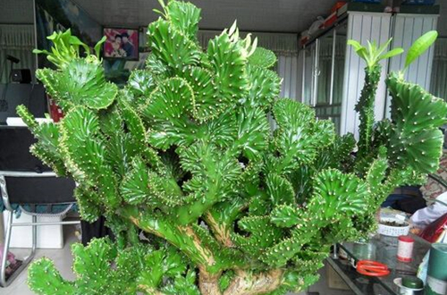 1620614909111581.jpg 麒麟掌2.jpg