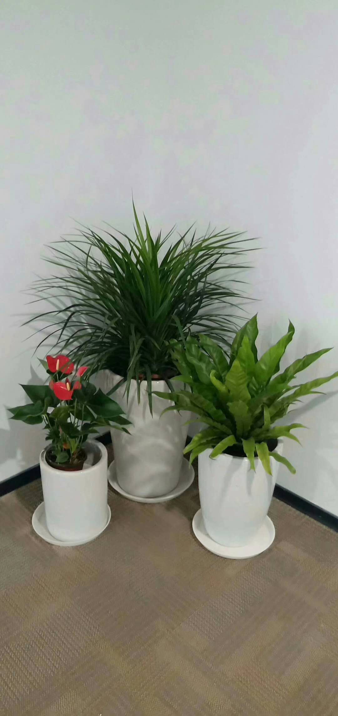 1621939609131526.jpg 花卉組合3.jpg