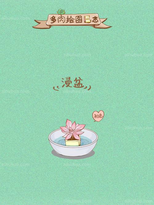 多肉種植之浸盆 多肉種植之浸盆