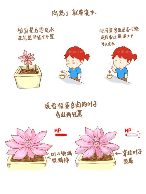 多肉種植之浸盆 多肉種植之浸盆