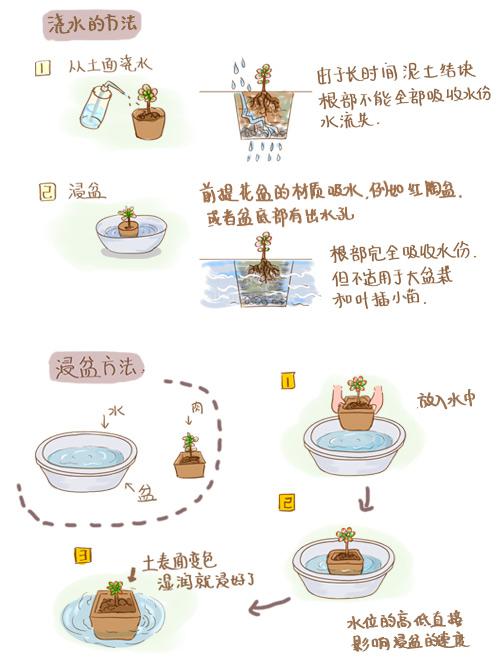 多肉種植之浸盆 多肉種植之浸盆