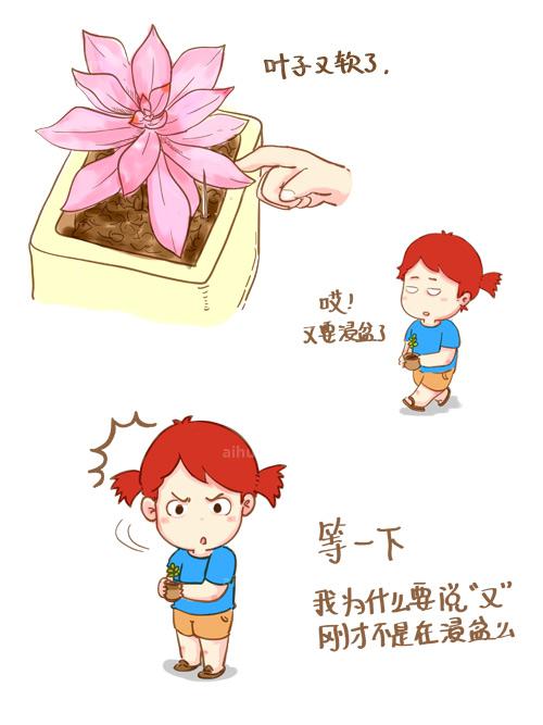 多肉種植浸盆法 多肉種植浸盆法